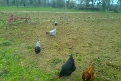 Les poules enlèvent la vermine du jardin