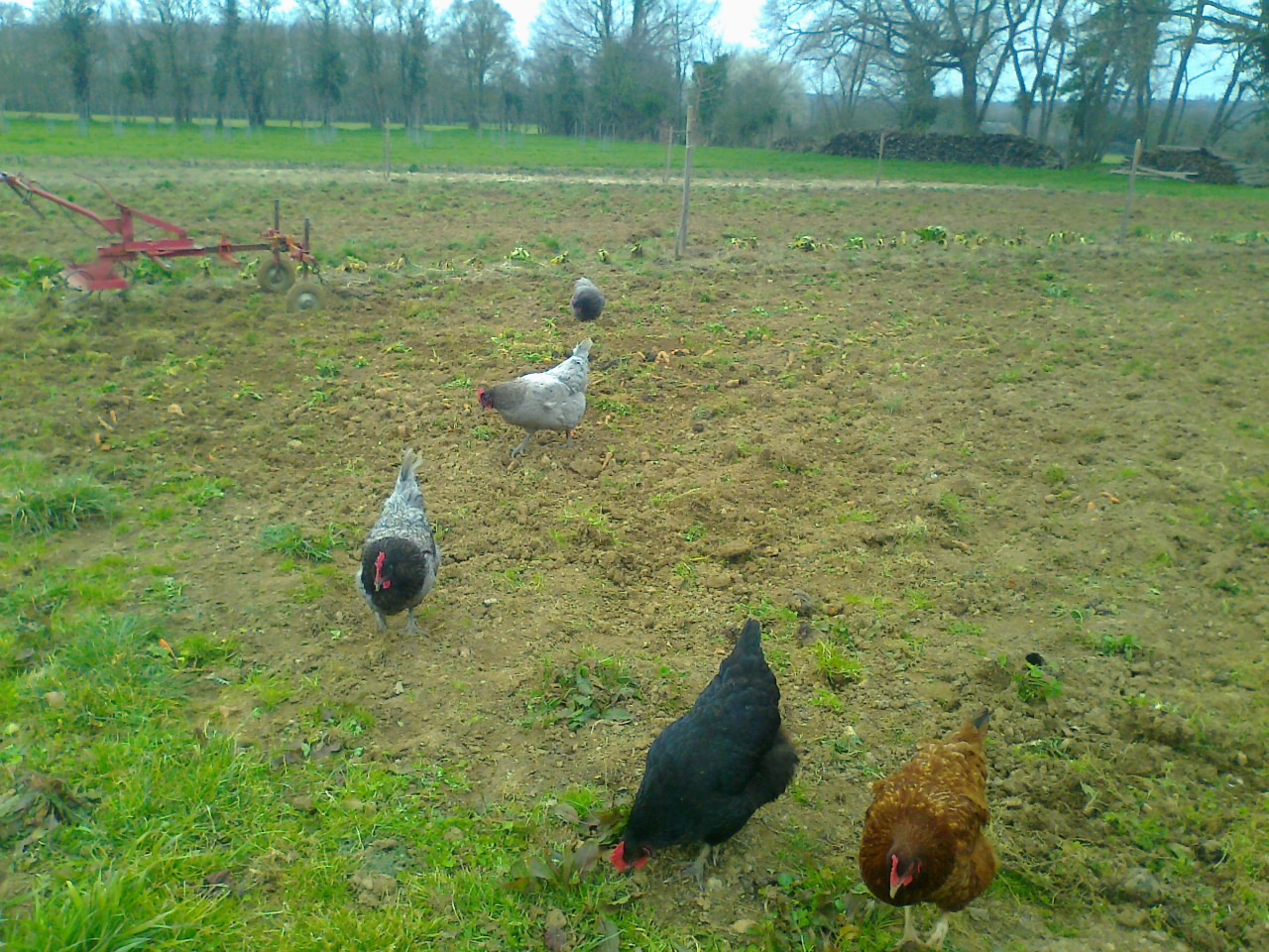Les poules enlèvent la vermine du jardin