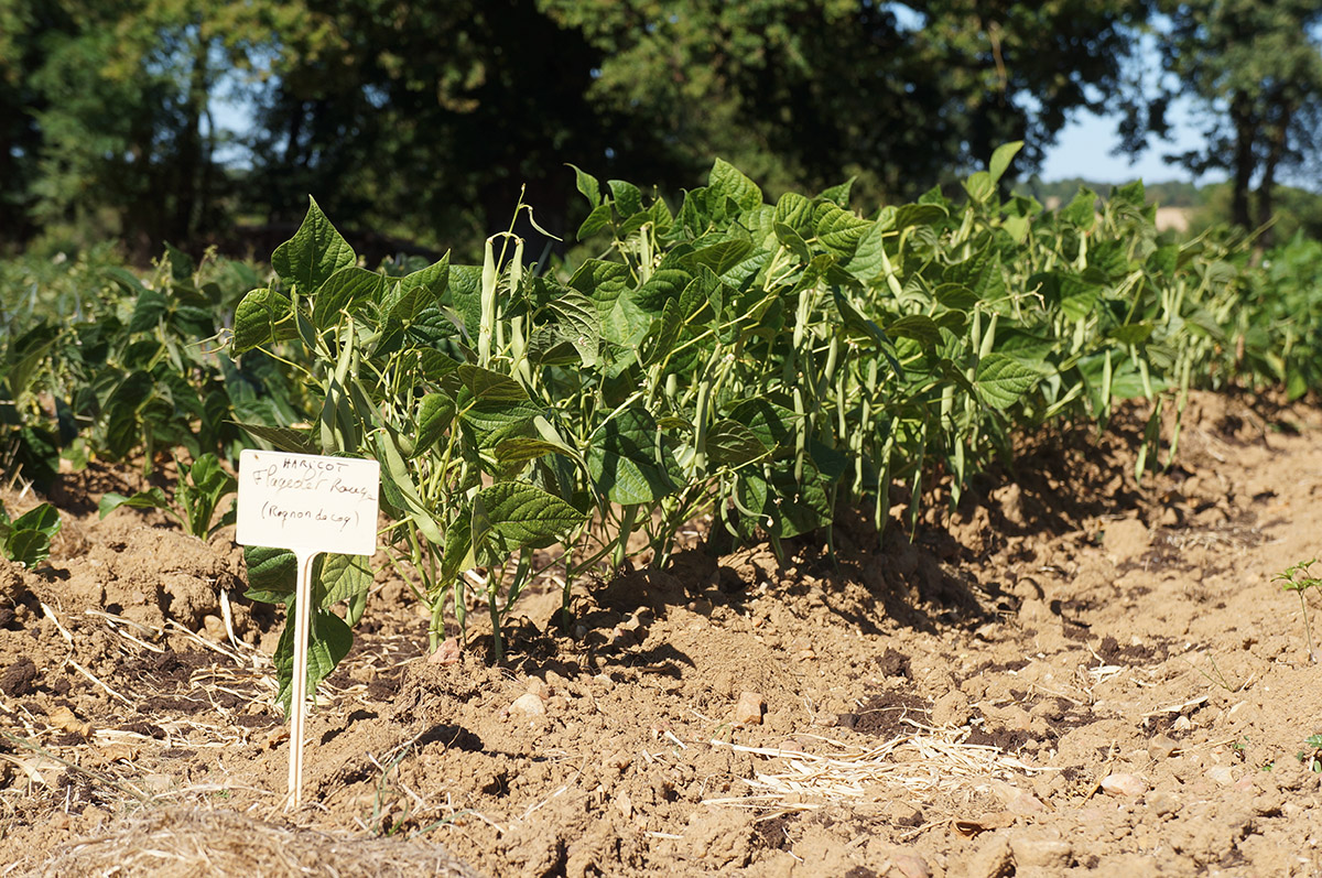 potager-de-nohant-fabienne-mijoin