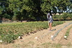 potager-de-nohant-legume-nohant