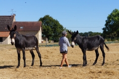 potager--fabienne-mijoin-et-ses-anes